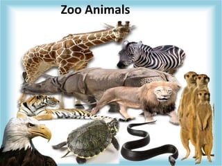 Zoo Animals 
 