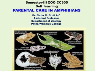 Semester-III ZOO CC305
Self learning
PARENTAL CARE IN AMPHIBIANS
Dr. Sister M. Stuti A.C
Assistant Professor
Department of Zoology
Patna Women’s College
 