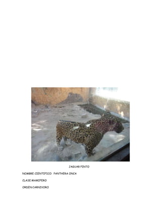 JAGUAR PINTO

NOMBRE CIENTIFICO: PANTHERA ONCA

CLASE:MAMIFERO

ORDEN:CARNIVORO
 