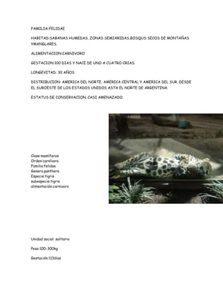 FAMILIA:FELIDAE

HABITAD:SABANAS HUMEDAS, ZONAS SEMIARIDAS,BOSQUS SECOS DE MONTAÑAS
YMANGLARES.

ALIMENTACION:CARNIVORO

GESTACION:100 DIAS Y NACE DE UNO A CUATRO CRIAS.

LONGEVITAD: 30 AÑOS

DISTRIBUCION: AMERICA DEL NORTE, AMERICA CENTRAL Y AMERICA DEL SUR. DESDE
EL SUROESTE DE LOS ESTADOS UNIDOS ASTA EL NORTE DE ARGENTINA.

ESTATUS DE CONSERVACION..CASI AMENAZADO.




Clase:mamíferos
Orden:carnívoro
Familia:felidae
Genero.panthera
Especie:tigris
subespecie:tigris
alimentación:carnivoro




Unidad social: solitario

Peso:100-300kg

Gestación:113dias
 
