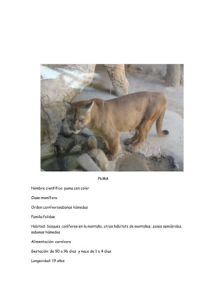 PUMA

Nombre científico: puma con color

Clase:mamífero

Orden:carnívorosabanas húmedas

Famila:felidae

Habitad: bosques coníferos en la montaña, otros hábitats de montañas, zonas semiáridas,
sabanas húmedas

Alimentación: carnívoro

Gestación: de 90 a 96 dias y nace de 1 a 4 dias

Longevidad: 19 años
 