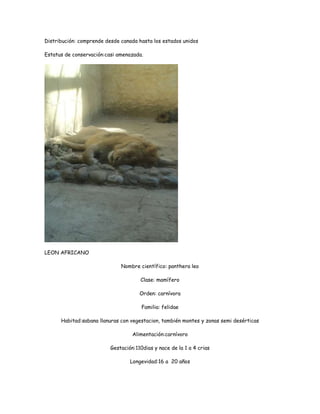 Distribución: comprende desde canada hasta los estados unidos

Estatus de conservación:casi amenazada.




LEON AFRICANO

                              Nombre científico: panthera leo

                                      Clase: mamífero

                                      Orden: carnívora

                                       Familia: felidae

      Habitad:sabana llanuras con vegestacion, también montes y zonas semi desérticas

                                   Alimentación:carnívoro

                          Gestación:110dias y nace de la 1 a 4 crias

                                  Longevidad:16 a 20 años
 