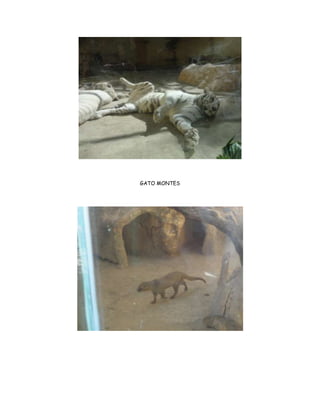 GATO MONTES
 