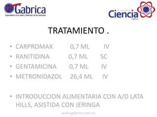 TRATAMIENTO .
• CARPROMAX 0,7 ML IV
• RANITIDINA 0,7 ML SC
• GENTAMICINA 0,7 ML IV
• METRONIDAZOL 26,4 ML IV
• INTRODUCCION ALIMENTARIA CON A/D LATA
HILLS, ASISTIDA CON JERINGA
 