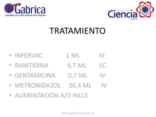 TRATAMIENTO
• INFERVAC 1 ML IV
• RANITIDINA 0,7 ML SC
• GENTAMICINA 0,7 ML IV
• METRONIDAZOL 26,4 ML IV
• ALIMENTACIÓN A/D HILLS
 