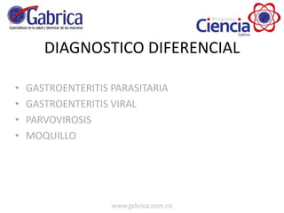 DIAGNOSTICO DIFERENCIAL
• GASTROENTERITIS PARASITARIA
• GASTROENTERITIS VIRAL
• PARVOVIROSIS
• MOQUILLO
 