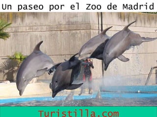 community management.   Un paseo por el Zoo de Madrid Turistilla.com 