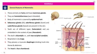 Curated Introduction In Mammals Gallery View