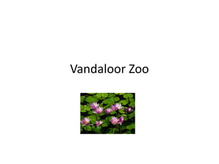 Vandaloor Zoo 