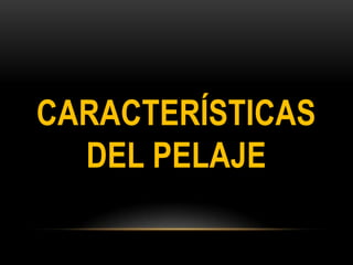 CARACTERÍSTICAS
  DEL PELAJE
 