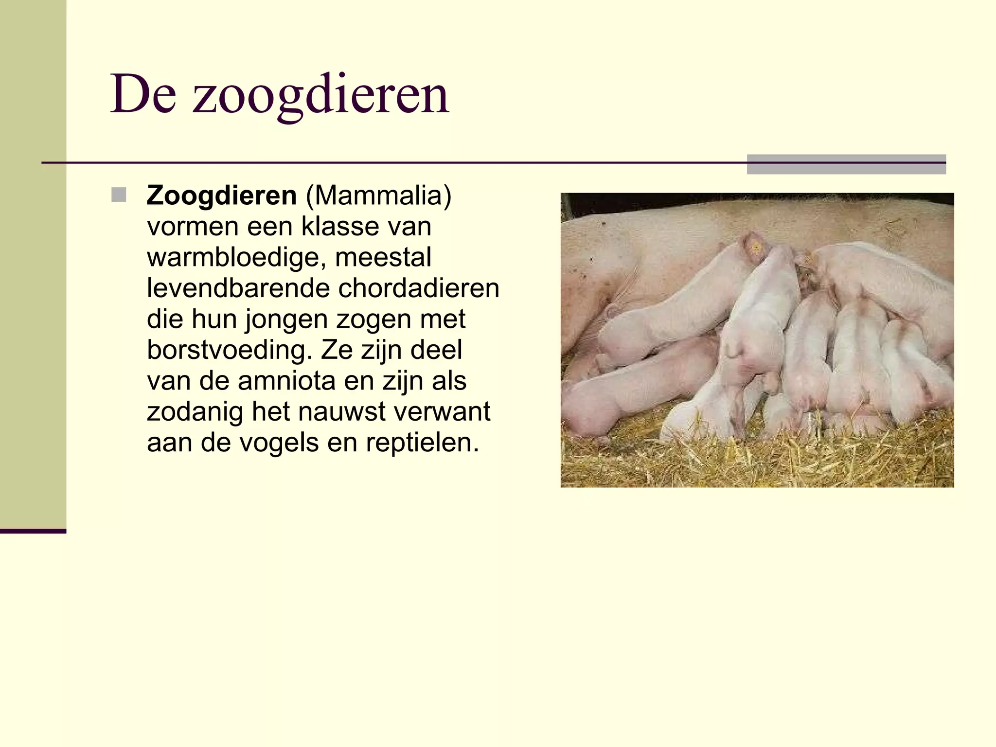 zoogdieren-ppt