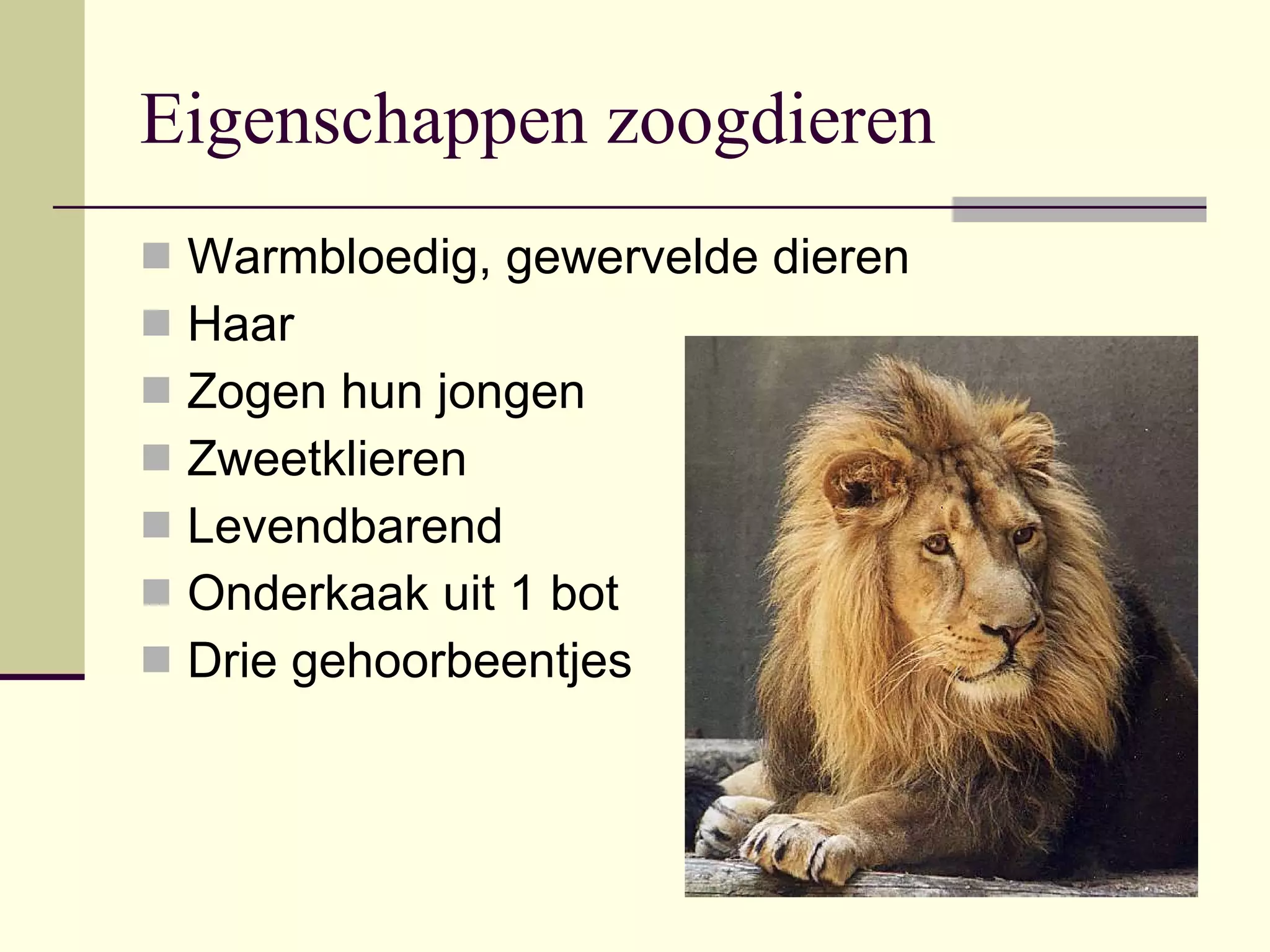 zoogdieren-ppt
