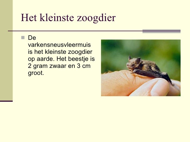 Zoogdieren