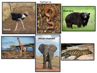 zoogeography factors affecting