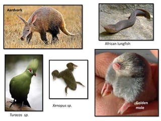 Zoogeography and factors affecting animal distribution