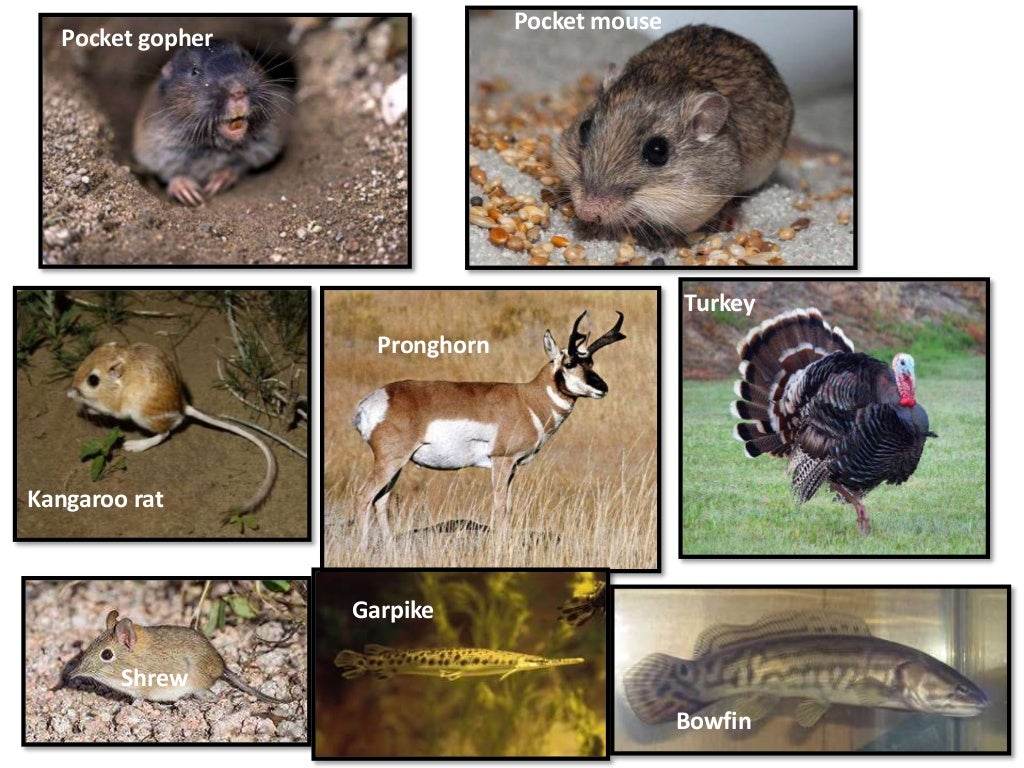 Zoogeography and factors affecting animal distribution