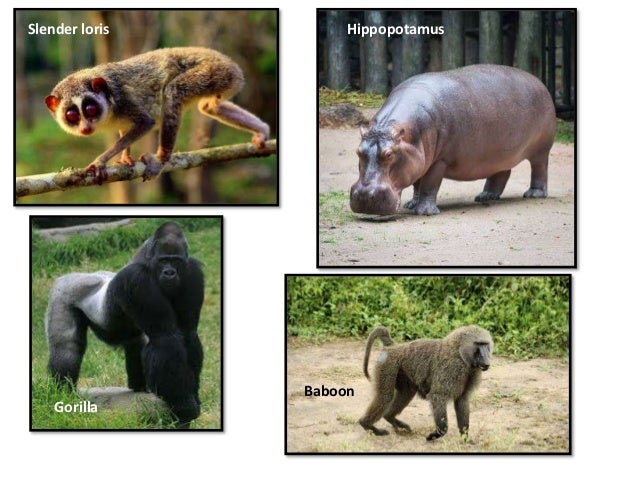 Zoogeography and factors affecting animal distribution