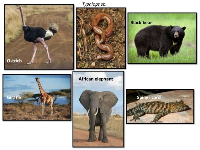 Zoogeography and factors affecting animal distribution