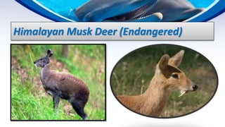 ENDANGERED AND EXTINCT SPECIES IN PAKISTAN | PPTX