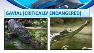ENDANGERED AND EXTINCT SPECIES IN PAKISTAN | PPTX