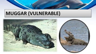 ENDANGERED AND EXTINCT SPECIES IN PAKISTAN | PPTX