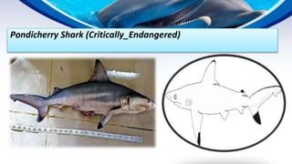 ENDANGERED AND EXTINCT SPECIES IN PAKISTAN | PPTX