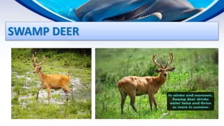ENDANGERED AND EXTINCT SPECIES IN PAKISTAN | PPTX