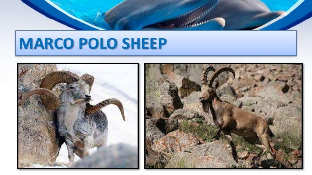 Endangered And Extinct Species In Pakistan Endangered And Extinct Species In Pakistan