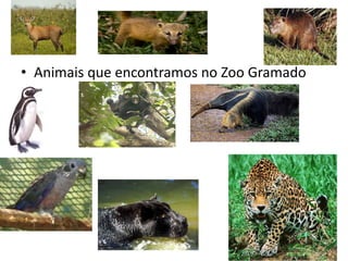 Animais que encontramos no Zoo Gramado 