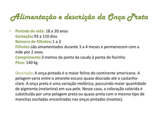 Alimentação e descrição da Onça Preta Período de vida:18 a 20 anosGestação: 93 a 110 dias Número de filhotes: 1 a 3 Filhotes:são amamentados durante 3 a 4 meses e permanecem com a mãe por 2 anos. Comprimento:3 metros da ponta da cauda à ponta do focinhoPeso: 140 kgDescrição: A onça pintada é o maior felino do continente americano. A pelagem varia entre o amarelo-escuro quase dourado até o castanho-claro. A onça preta é uma variação melânica, possuindo maior quantidade de pigmento (melanina) em sua pele. Nesse caso, a coloração colorida é substituída por uma pelagem preta ou quase preta com o mesmo tipo de manchas osciladas encontradas nas onças pintadas (rosetas).