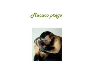 Macaco prego