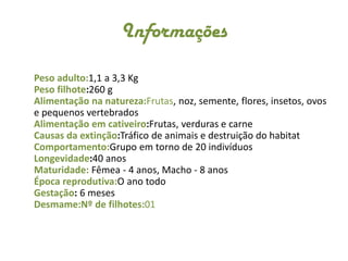 InformaçõesPeso adulto:1,1 a 3,3 KgPeso filhote:260 gAlimentação na natureza:Frutas, noz, semente, flores, insetos, ovos e pequenos vertebradosAlimentação em cativeiro:Frutas, verduras e carneCausas da extinção:Tráfico de animais e destruição do habitatComportamento:Grupo em torno de 20 indivíduosLongevidade:40 anosMaturidade: Fêmea - 4 anos, Macho - 8 anosÉpoca reprodutiva:Oano todoGestação: 6 mesesDesmame:Nº de filhotes:01
