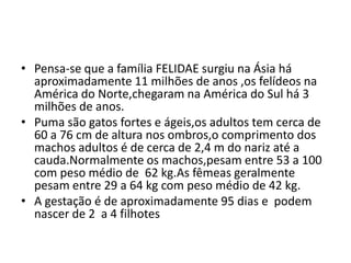 Pensa-se que a família FELIDAE surgiu na Ásia há aproximadamente 11 milhões de anos ,os felídeos na América do Norte,chegaram na América do Sul há 3 milhões de anos.Puma são gatos fortes e ágeis,os adultos tem cerca de 60 a 76 cm de altura nos ombros,o comprimento dos machos adultos é de cerca de 2,4 m do nariz até a cauda.Normalmente os machos,pesam entre 53 a 100 com peso médio de  62 kg.As fêmeas geralmente pesam entre 29 a 64 kg com peso médio de 42 kg.A gestação é de aproximadamente 95 dias e  podem nascer de 2  a 4 filhotes
