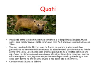 QuatiPossuindo entre tanto um nariz mais comprido, e  o corpo mais alongado.Muito unteis para escalar árvores calda com 55 cm com 7 a 8 anéis pretos mede de corpo 70 cm.Vive em bandos de 8 a 10,com mais de 2 anos,os machos já vivem sozinhos juntando-se ao bando somente na época do acasalamento que acontece no fim da prima vera.10 ou 11 semanas após a fêmea produz de 2 a 6 filhotes por mais um mês ficam no ninho no oco de uma árvore ele alimenta-se dede minhocas insetos e frutas e aprecia ovos,legumes e especialmente lagartos não gosta de água mas nada bem dorme no alto de uma árvore e não desce ate o amanhecer.Camponentes:Eduarda e Sabrina