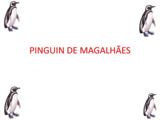 PINGUIN DE MAGALHÃES