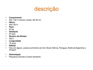 descriçãoComprimento Até 1,30 m (corpo); cauda: até 40 cm Altura Até1,00 m Peso23 kg Gestação 67 dias Número de filhotes Até 6 Longevidade15 anos HábitatVive em alguns  países da América do Sul: Brasil, Bolívia, Paraguai, Norte da Argentina e Uruguai.AlimentaçãoPequenos animais e frutos silvestres 