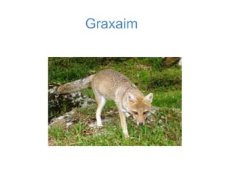 Graxaim