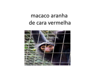 macaco aranha de cara vermelha