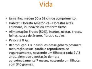 Vidatamanho:meden50 a 62 cm de comprimento.Habitat: Floresta Amazônica - Florestas altas, chuvosas, inundáveis ou em terra firme.Alimentação: Frutos (50%), insetos, néctar, brotos, folhas, casca de árvore, flores e cupins.Peso:até 8 kg. Reprodução: Os indivíduos desse gênero possuem maturação sexual tardia e reproduzem-se vagarosamente, nascendo um filhote a cada 2 / 3 anos, além que a gestação demora aproximadamente 7 meses, nascendo um filhote, com 340 gramas.