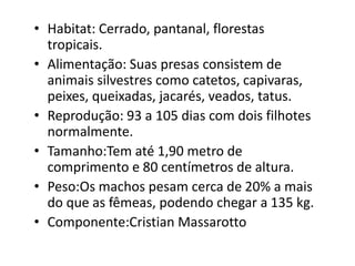 Habitat: Cerrado, pantanal, florestas tropicais.Alimentação: Suas presas consistem de animais silvestres como catetos, capivaras, peixes, queixadas, jacarés, veados, tatus.Reprodução: 93 a 105 dias com dois filhotes normalmente.Tamanho:Tem até 1,90 metro de comprimento e 80 centímetros de altura.Peso:Os machos pesam cerca de 20% a mais do que as fêmeas, podendo chegar a 135 kg.Componente:CristianMassarotto