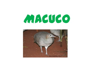 Macuco