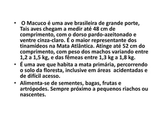 O Macuco é uma ave brasileira de grande porte, Tais aves chegam a medir até 48 cm de comprimento, com o dorso pardo-azeitonado e ventre cinza-claro. É o maior representante dos tinamídeos na Mata Atlântica. Atinge até 52 cm do comprimento, com peso dos machos variando entre 1,2 a 1,5 kg, e das fêmeas entre 1,3 kg a 1,8 kg.É uma ave que habita a mata primária, percorrendo o solo da floresta, inclusive em áreas  acidentadas e de difícil acesso.Alimenta-se de sementes, bagas, frutas e artrópodes. Sempre próximo a pequenos riachos ou nascentes.
