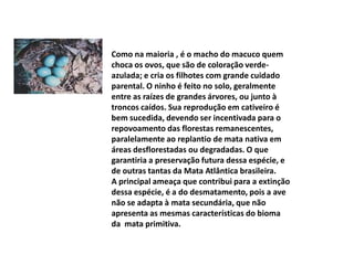 Como na maioria , é o macho do macuco quem choca os ovos, que são de coloração verde-azulada; e cria os filhotes com grande cuidado parental. O ninho é feito no solo, geralmente entre as raízes de grandes árvores, ou junto à troncos caídos. Sua reprodução em cativeiro é bem sucedida, devendo ser incentivada para o repovoamento das florestas remanescentes, paralelamente ao replantio de mata nativa em áreas desflorestadas ou degradadas. O que garantiria a preservação futura dessa espécie, e de outras tantas da Mata Atlântica brasileira. A principal ameaça que contribui para a extinção dessa espécie, é a do desmatamento, pois a ave não se adapta à mata secundária, que não apresenta as mesmas características do bioma da  mata primitiva.