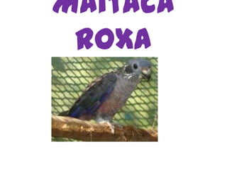 Maitaca Roxa 