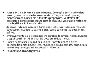 Mede de 24 a 26 cm. de comprimento. Coloração geral azul-violeta escuro, mancha vermelha ao redor da narina, e lados do pescoço manchados de branco em diferentes proporções. Ventralmente, contrasta o corpo pardo escuro com as asas azul-violeta e o vermelho da rabadilha e da base do rabo.    Ela come frutos ,sementes e flores pode colher os frutos por meio de vôos curtos, quando se agarra a eles, como colhê-los  ao pousar nos galhos. Provavelmente ela se reproduz em buracos de árvores velhas durante o segundo trimestre do ano. Ela bota em média 4 ovos.Habita na floresta sub-andina nublada, floresta úmida e áreas desmatadas entre 1200 e 1800 m. Espécie pouco comum, voa solitária ou em pequenos grupos no dossel da floresta. Pesa entre 230 a 250 gramas.