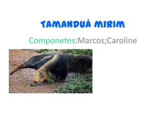 Tamanduá mirimComponetes:Marcos;Caroline