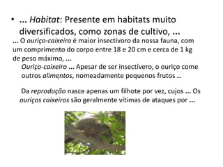 ...Habitat: Presente em habitats muito diversificados, como zonas de cultivo, ...... O ouriço-caixeiro é maior insectívoro da nossa fauna, com um comprimento do corpo entre 18 e 20 cm e cerca de 1 kg de peso máximo, ...Ouriço-caixeiro... Apesar de ser insectívero, o ouriço come outros alimentos, nomeadamente pequenos frutos ..., Da reprodução nasce apenas um filhote por vez, cujos ... Os ouriços caixeirossão geralmente vítimas de ataques por ...