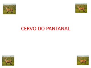CERVO DO PANTANAL