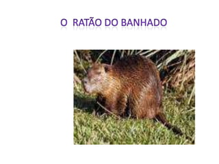 O  RATÃO DO BANHADO