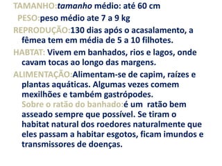 TAMANHO:tamanho médio: até 60 cmPESO:peso médio ate 7 a 9 kgREPRODUÇÃO:130 dias após o acasalamento, a fêmea tem em média de 5 a 10 filhotes.HABTAT: Vivem em banhados, rios e lagos, onde cavam tocas ao longo das margens.ALIMENTAÇÃO:Alimentam-se de capim, raízes e plantas aquáticas. Algumas vezes comem mexilhões e também gastrópodes.Sobre o ratão do banhado:é um  ratão bem asseado sempre que possível. Se tiram o habitat natural dos roedores naturalmente que eles passam a habitar esgotos, ficam imundos e transmissores de doenças.